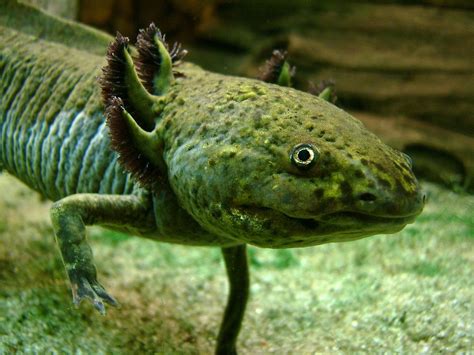  Axolotl: Een Vegetarische Amfibie Met Externe Kieuwblaasjes!