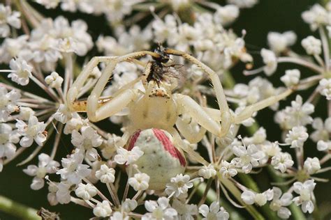  Crab Spiders! De Meesters van Vermomming en Geweldige Roofdieren