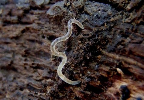   Eelworm! Een schuwe scheepsbewoner met een fascinerende levenscyclus die de oceaanbodem domineert