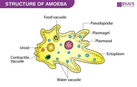  Euglypha: Een microscopisch wonder dat zich voortbeweegt met behulp van pseudopodia en voedt zichzelf met bacteriën!