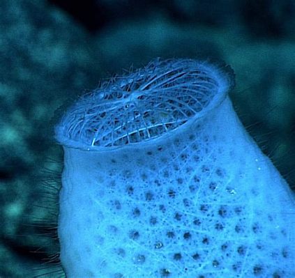 Glass Sponge!  A Deep-Sea Dweller With Striking Skeleton Made Entirely of Glass Spicules