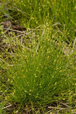   Isolepis! Een Mysterieus Myriapode Met Een Voorliefde Voor Vochtige Bodems