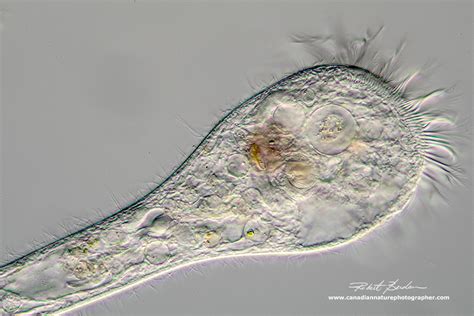  Japara, een fascinerende protist met ontelbare trilharen!