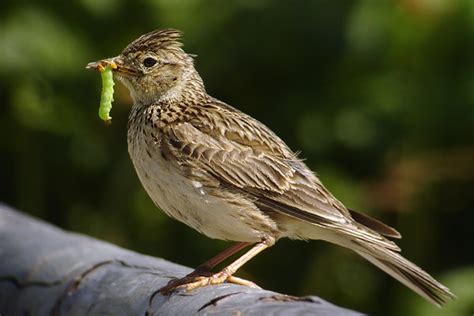  Leeuwerik: Een Kleine Vogel met een Grote Reis!