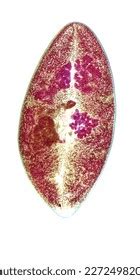  Paragonimus! Een Trematode die je Longen Liefdevol Bespringt