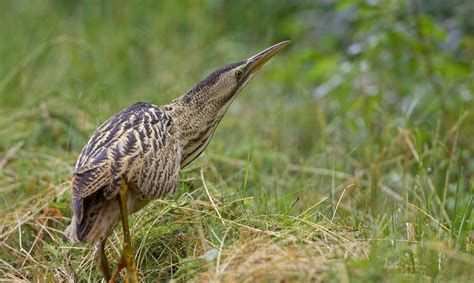  Roerdomp: Een Vogel Met Verrassend Snelle Vliegtechnieken En Meesterlijke Camouflage!