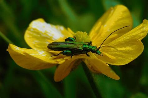  Ulmus Leaf Beetle: A Tiny Titan of Tree Transformations!