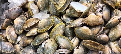  Undulated Surf Clam:  Een wonderbaarlijke schelp met een voorkeur voor ondiep water en de mysterieuze magie van getijden!