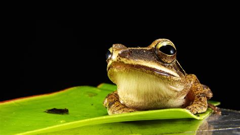  Woods Frog: Een Amphibie met een Hart van Goud en Ogen die de Nacht Verlichten!