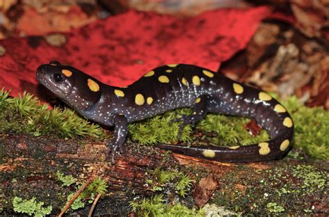  Yellow-Spotted Salamander: De schitterende amfibie met een leven vol metamorfoses en spannende avonturen in het bos!