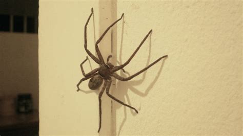  Zodra Spider: Ontdek de Mysterieuze Wereld van een Spin die Gebetekend is om te Verspringen!