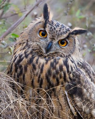  Eurasian Eagle-Owl: Een Meesterlijk Jager Met Ogen Zo Scherp Als Diamanten!