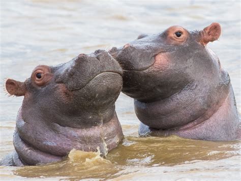  Nijlpaard! Een halve walvis die zich thuis voelt op het Afrikaanse savannegras