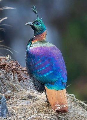 Paradijsvogel! Een blik op deze exotische vogel met een verenkleed dat doet denken aan een levende juweelschat