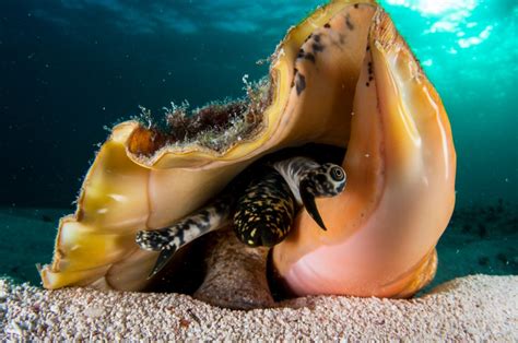  Queen Conch! Deze bijzondere zeeslak met een kroonvormige schelp kent een leven vol spannende uitdagingen