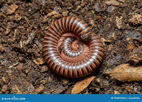  Queensland Millipede: Een Schitterende Weergave van Levendige Kleuren en Verbluffend Gevoel