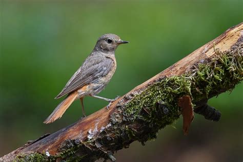  Roodstaart! Een Vogeltje Met een Kleurrijk Vederkleed En Een Zangerig Karakter