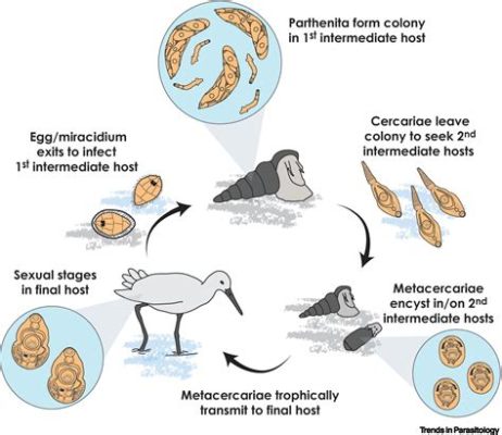  Trematoda: Een parasiet met een levenscyclus die je echt niet gelooft!